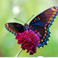 Butterfly... by Seno Li Smail