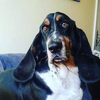 Bruno Liliana Alferes