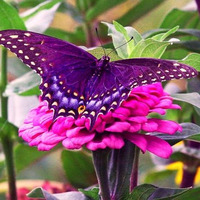 Purple Toxic Butterfly (part I) by Nimrodia
