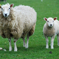 Sheeps by Rebel Hasny