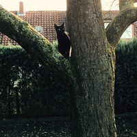 Black Cat On A Tree (You're The One 4 Me) by Sydney Fíka