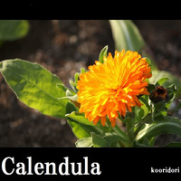 Calendula by kooridori