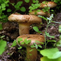 AstroPilot - Mushroom Swamp by AstroPilot