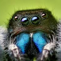 daniel B. - i think i spider by Mephisto_38554