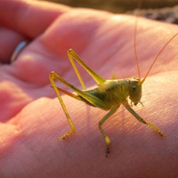 Little Grasshopper by VINK
