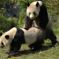 Panda streift durch die Wälder auf der Suche nach einer Pandafrau by kuriooki