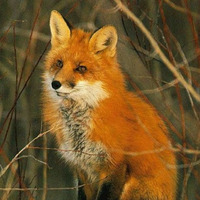 the fox by Sandra Tavali