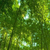 Li and Fan: Bamboo Forest, Piano, and Electronics (1 min. DEMO) by Sandra Tavali
