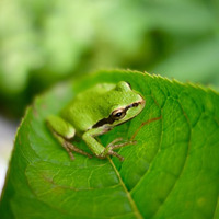 Pacific Chorus Frogs (Pseudacris regilla), dusk, Down-mix  stereo by soundeziner
