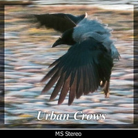 Urban Crows Sound Library by Stephan Marche