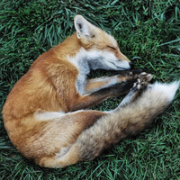 Sleeping Fox by CHON Dublin
