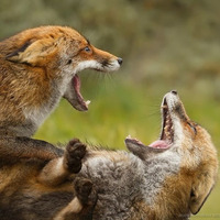Fox Fight by CHON Dublin