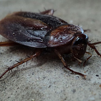 La Cucaracha by newshoe