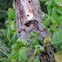 Great Crested Flycatcher near nest cavity  6 - 28 - 16 by RUBL333