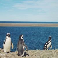 Penguins Braying by SoundArk