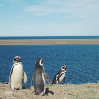 Magellanic Penguins - Punta Tombo (Argentina) by SoundArk