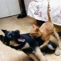 Cat Attack (nwo) by megaken