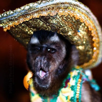 DDDM Mexican Monkeys Like Techno by DDDM