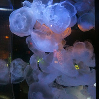 Jellyfish Migration by continuum
