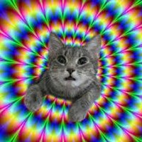 Tripping Cat (Acid 2016) by Psycho Cat