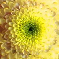 Andrew Peatnuck - Chrysanthemum by Andrew Peatnuck