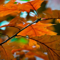 Colours Of Autumn by Récard