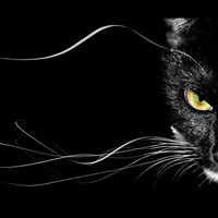 Black Cat by FenixX