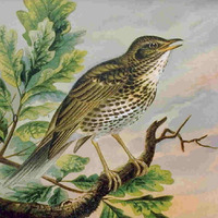 Slidebird [disquiet0009-avian] by Kaboodle Sound