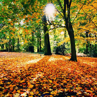 DJORDJE SEHOVIC - Autumn 2014 by dekkard