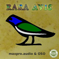 Rara Avis, NU Jazz Funk by maxpro.audio