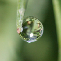 Dewdrops by Dance 2 Dis