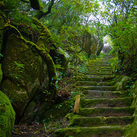The sound of Sintra moist in a warm day by Leonel Cardoso
