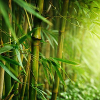Bamboo by sulevia