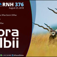 RNH 376  August 25, 2018, Soora Qalbii  by NHStudio