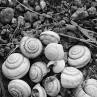 Snails To The Roots by Pira Psylocibe