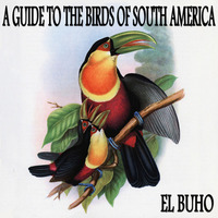 El Buho - Tropical Screech Owl (Otus Choliba) by El Búho