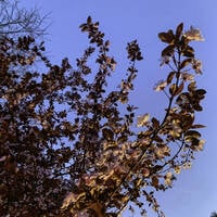 Ay Palas 20.04.2026 @ ApAcik Radyo by Ay Palas