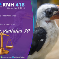 RNH 421 December 9, 2018, Soora Qalbii by NHStudio