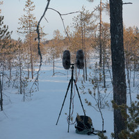 April Morning in the taiga by Notes on Sound