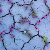 Blooming Desert by Dirlasion