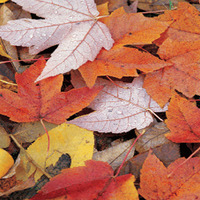 ANTUNELLO - Autumn Colours by ANTUNELLO