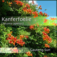 Kanferfoelie by dave0livier