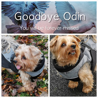 Goodbye Odin We Will Forever Miss You by Steen Rylander