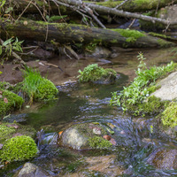 Forest stream by Notes on Sound