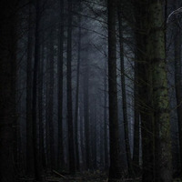 Dark forest by shiihs