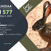 RNH 577, May 3, 2020 Soora Qalbii by NHStudio