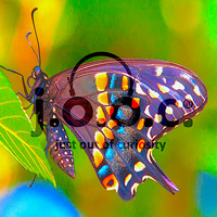 74 mariposa (May 12th 2020 ... 123.45bpm) by j.o.o.c.