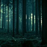 copernicus - deep forest by copernicus