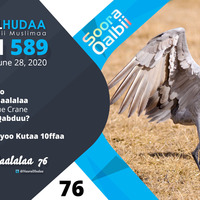 RNH 589, June 28, 2020 Soora Qalbii by NHStudio