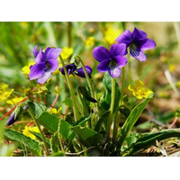 2019.04.24 Violets by Dubinyansky